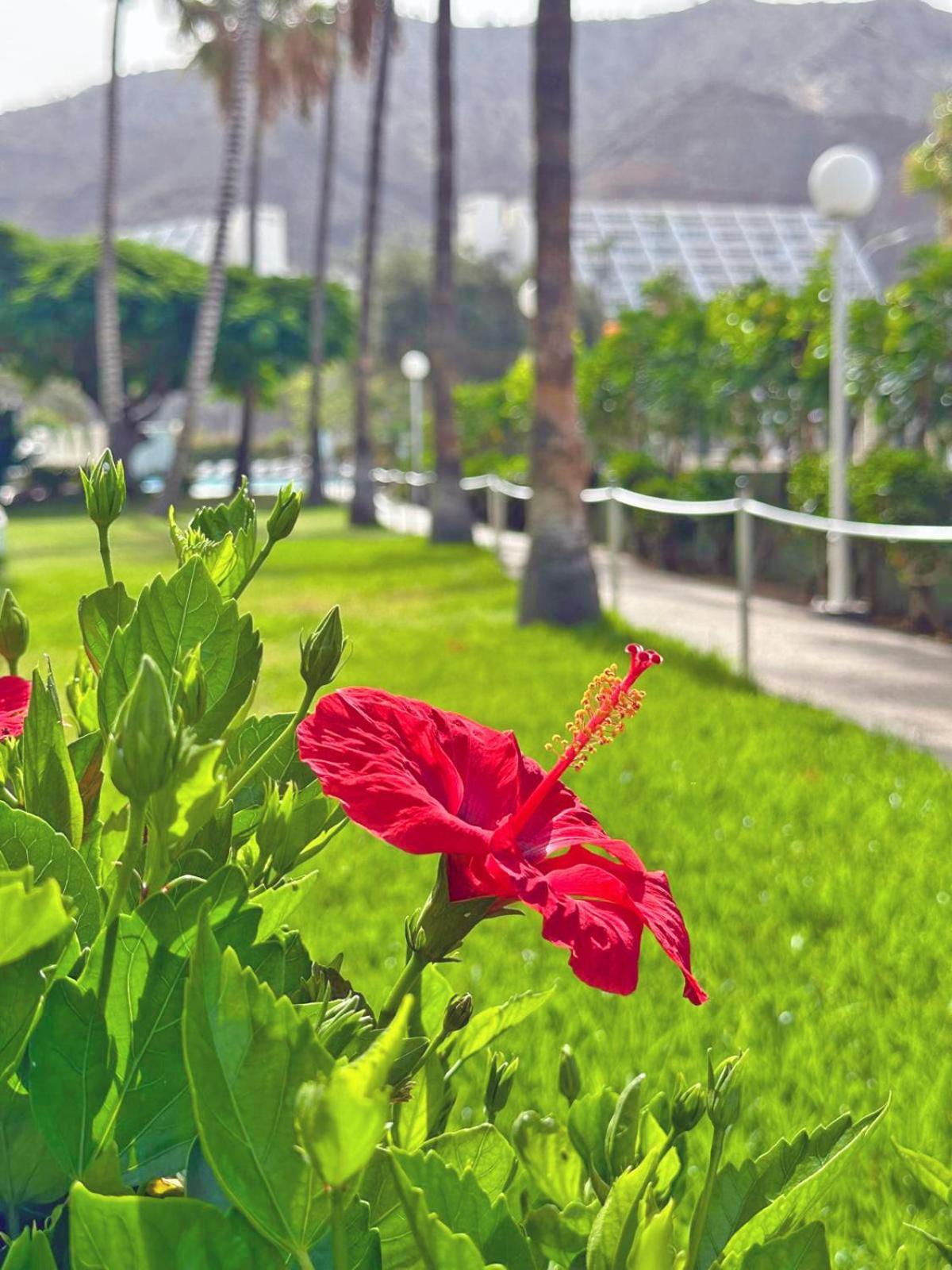 Apartamentos Portonovo Puerto Rico  Kültér fotó